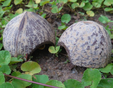 Reptile Hiding Cave Nest Natural Coconut Shell Pet House Ants Lizard Turtle fish