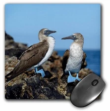 3dRose Ecuador, Galapagos Islands, Isabela Island. Blue-footed Booby.  MousePad