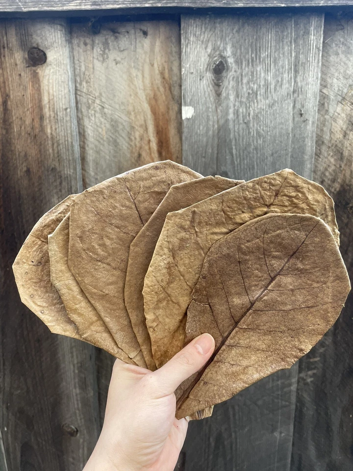 Indian Almond Catappa Leaves IAL Premium For Betta Shrimp Reptile - Large - Image 2 of 4