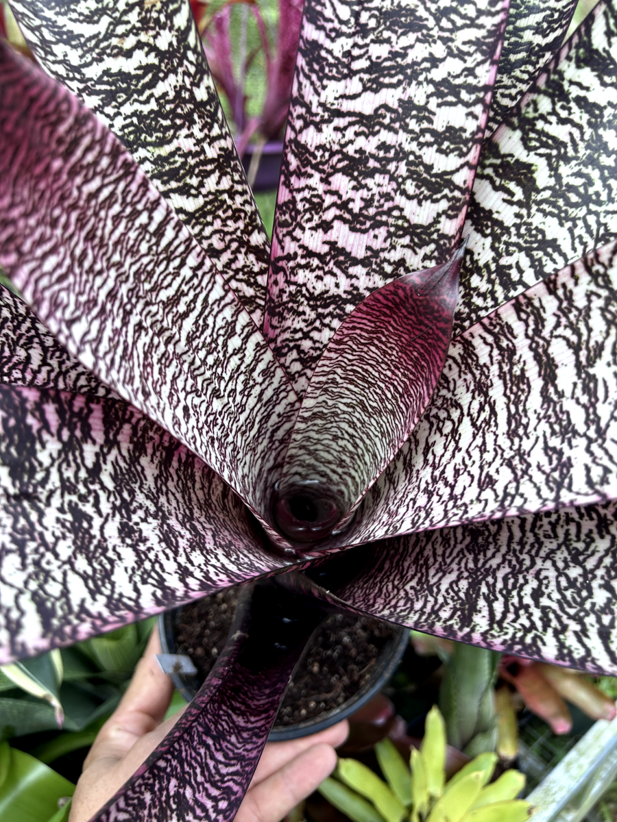 Bromeliad Sale! Vriesea 'Hawaiian Raspberry' (D. Fell) | eBay