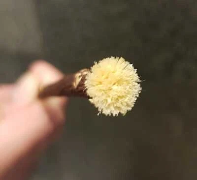 AL KHAIR Organic OLIVE Miswak 8" Natural Toothbrush Eco-friendly Biodegradable Soft brush