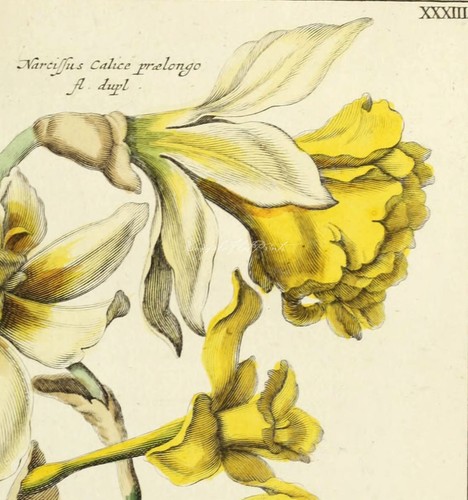 Botanical Poster Print Daffodil Narcissus Jonquil Easter Flowers Butterfly - Picture 3 of 4