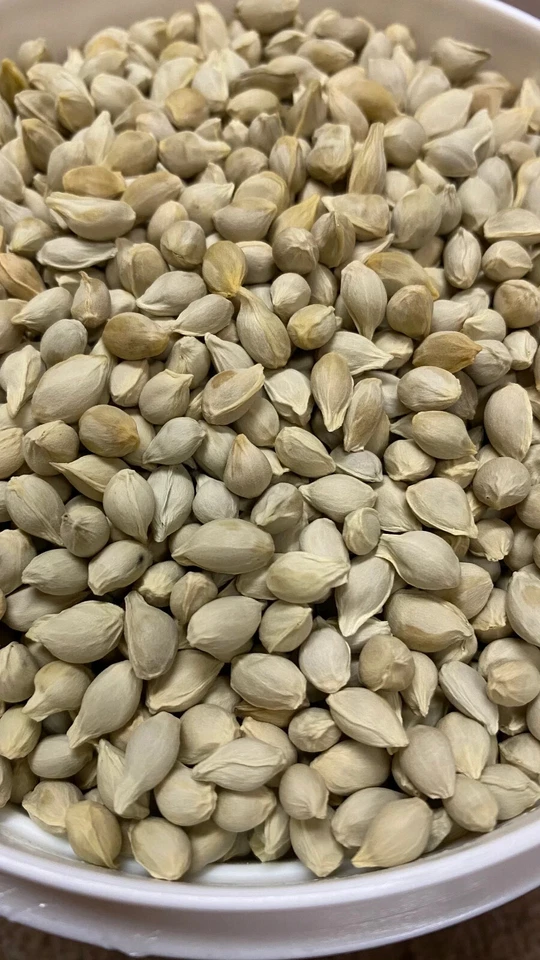 Cleopatra Mandarin Seeds - Seeds for sale | Freshly Harvested - 20 count  - Image 2 of 3