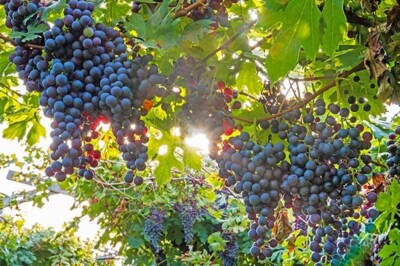 MARECHAL FOCH Live Wine Grape Vine Plant 1-2 yr Old Pruned for  Planting - Main Image