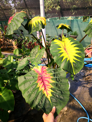 コロカシア ピンクラーバー　colocasia Light Pillar Colocasia Light Pillar Plant For Sale In India | Online
