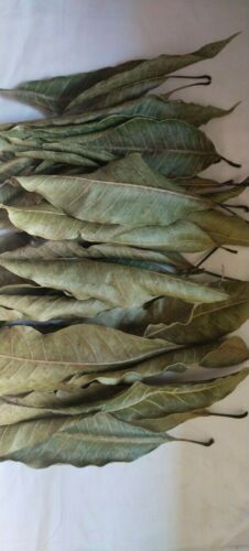 100 piezas de hojas secas de mango 100% natural a base de hierbas pura té de medicina orgánica  - Imagen 1 de 12