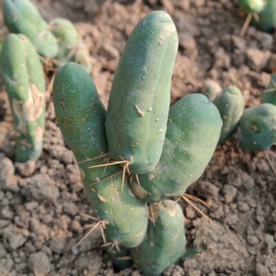 Succulent Cactus Plant Eulychnia Castanea Male Sexy（Multi-Head）Garden Plant