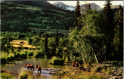 Three Giant Moose On Alaska's Kenai Peninsula Postcard