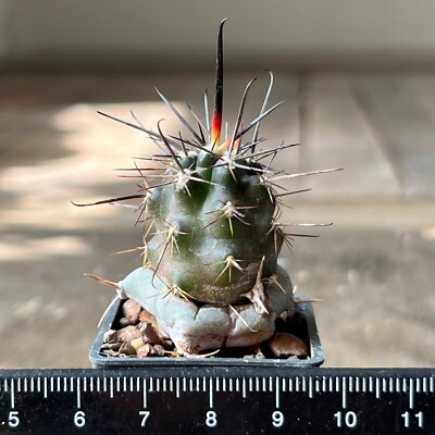 25-1359. Austrocactus Longicarpus MS 2070 (Grafted)