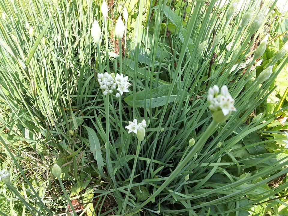 250+ Garlic Chive Seeds - MICHIGAN, USA GROWN! Organic, Heirloom, and non-GMO! - Image 2 of 4