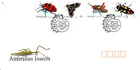 1991 Australian Insects FDC - Perth WA 6000 Pictorial PMK
