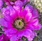 4 Echinocereus bonkerae Cactus Plants Gorgeous Pink Flower! 1.5"-4" Tall!