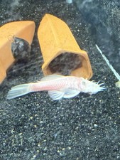 1/3/6 Snow White Bristlenose Pleco Live Aquarium Fish 1 Homebred