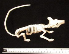 Fake Faux Plastic Posable RAT SKELETON Moveable Spooky Gothic Halloween Prank