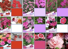 20 EXOTIC RARE CARNATION SEEDS for garden flower beds plant bush USA SELLER USPS