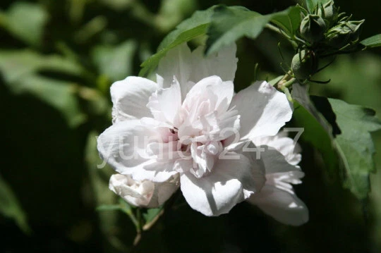 (5) Rose-of-Sharon ~Blushing Bride~ Pink Stem Branches/Cuttings Bush/Shrub/Tree - Image 3 of 4