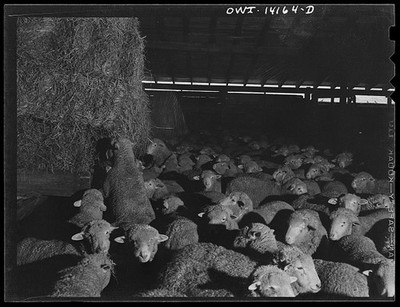 Calumet City Illinois 1943 Sheep at Calumet Park Stockyards IHB Railroad