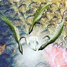 3 V Fly Size 2 Alphonse Seagrass Super Epoxy Baitfish Predator Saltwater Flies