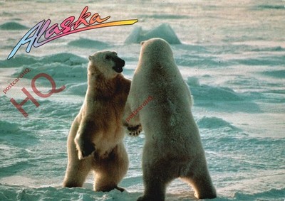Ansichtskarte, Eisbären, auf dem arktischen Eisbeutel, Alaska