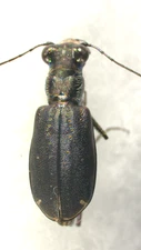 Tiger Beetle: Cicindelidia punctulata (Cicindellidae Carabidae) USA Coleoptera