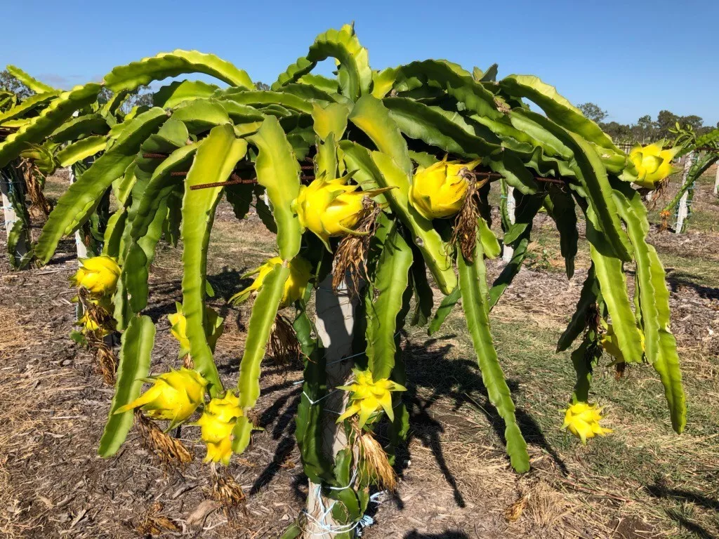 Dragon Fruit Plant Care: How to Grow Dragon Fruit (Pitaya)