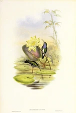 1990 Vintage HUMMINGBIRD #343 "BLUE BREASTED SAPPHIRE" WOW! GOULD Art Lithograph