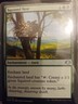 Squirrel Nest Magic The Gathering 177 Dominaria Remastered Green Enchantment AUR
