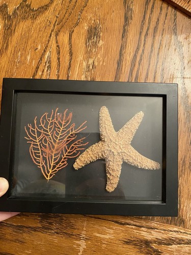 Framed Starfish & Coral Display Wall Art Decor - Picture 2 of 6