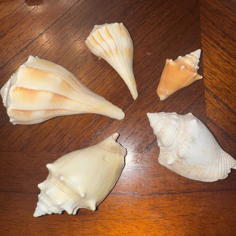 5 Genuine Queen Conch seashell Largest ~4” long X ~2.5 wide
