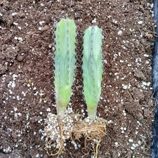 2pk  'Gray Ghost Organ Pipe' Stenocereus Pruinosis, Cactus 5 inch