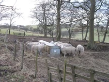 Photo 6x4 Dry sheep,  Knock Bathgate Three years on from [[75664]] and th c2009