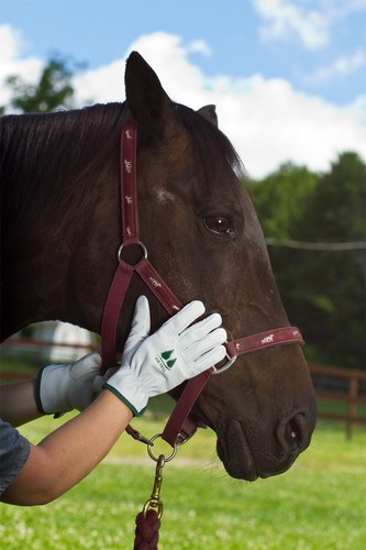 Garden Gloves Goatskin Leather By Fir Tree Brand - Picture 6 of 7