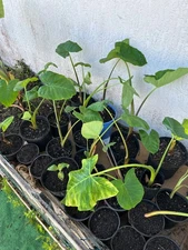 1 X  Organic Malanga Lila Yautia Plant Premium Taro 12"-15" inches.