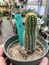 Pachycereus pecten-aboriginum Hairbrush Cactus 4"Tall #44G This Plant