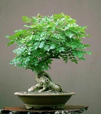 Tree of Life Bonsai Seeds | 20+ Seeds | Grow a Moringa Tree Bonsai, Edible