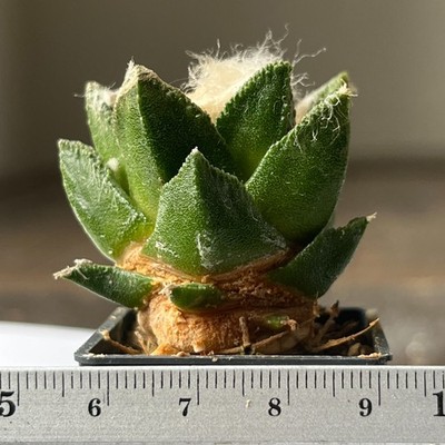 22-1525 Cactus bravoanus, VM288, El Nunez, SLP, grafted