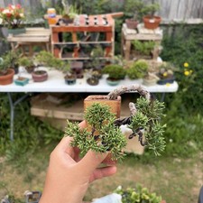 Cascade Juniper Bonsai