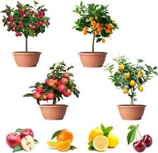 200+ Mix Dwarf Bonsai Fruit Tree Seeds for Planting, 4 Variety Individual Packs,