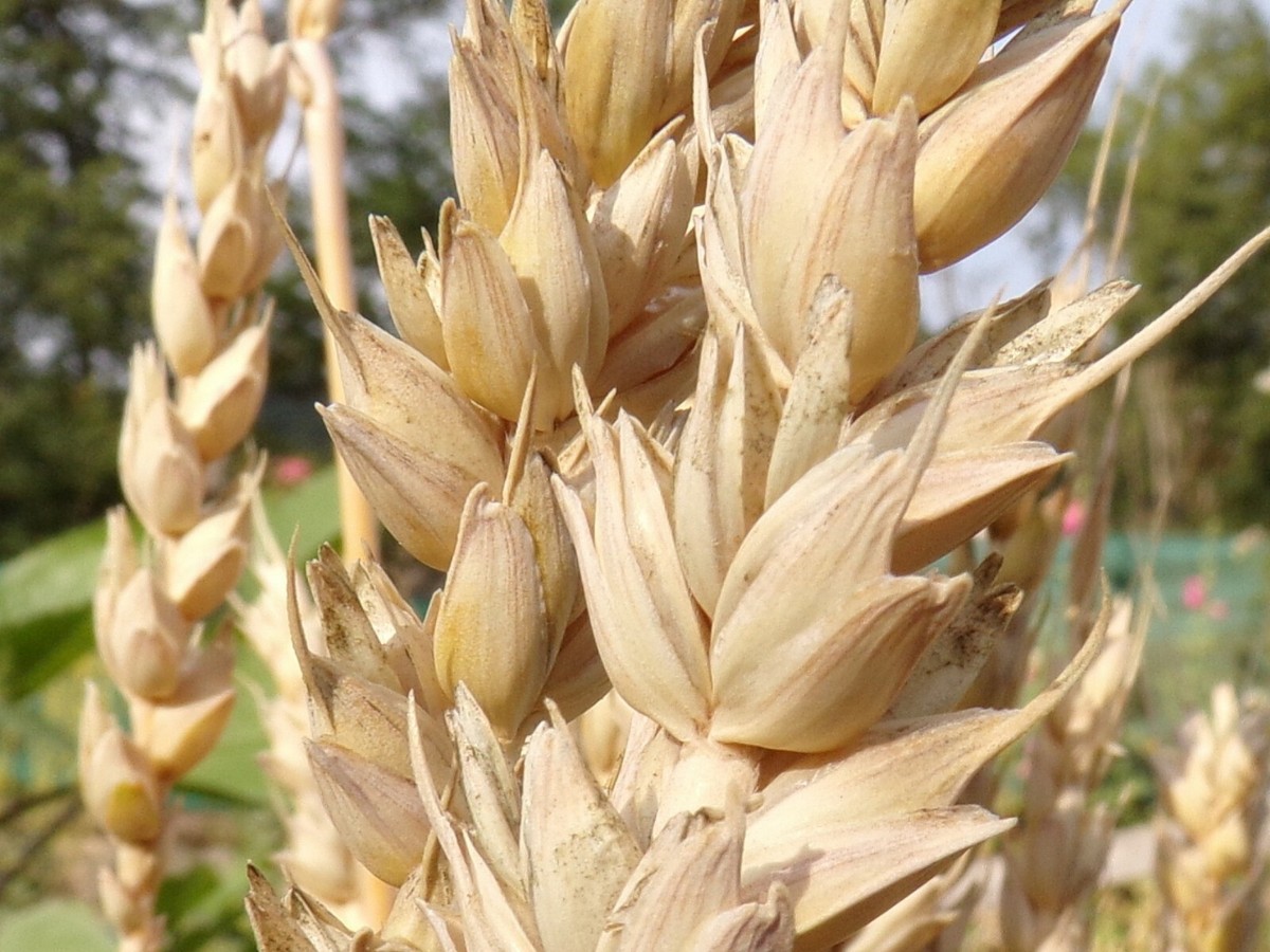 Blé D´Automne - Triticum Aestivum - Winter Wheat - (Engrais Vert