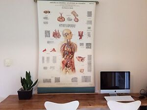 Max Brodel Anatomical Chart