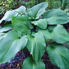 Hosta T-Rex Giant Leaf Perennial Plant Real Outdoor Shade Garden Plant in Pot