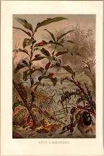 Beetles In A Flood  Wilhelm Kuhnert Antique original Chromolithograph 1890