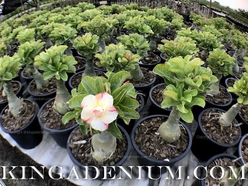 100 SEEDS ADENIUM OBESUM DESERT ROSE TRIPLE KA24 FRESH NEW HYBRID BEST SELLING - Picture 6 of 8
