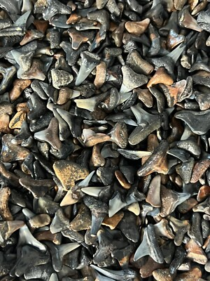 #ad #ad Lot Of 200 Fossilized PARTIAL Shark Teeth From Venice Florida $34.99
