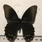 Real Dried Insect/Butterfly/Moth Non set B966 Rare Papilio forbesi