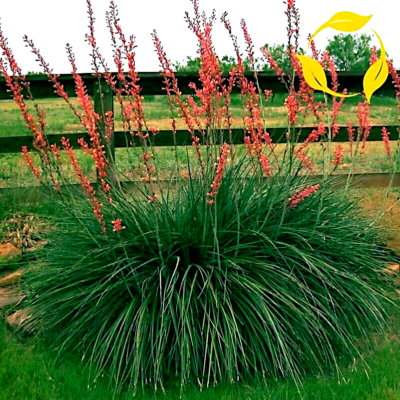 25 RED YUCCA SEEDS (Hesperaloe parviflora) Hummingbird & Butterfly Flower  Plant | eBay