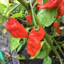 10+ Dorset Naga Pepper seeds (Hot, chili, chile relative of Ghost pepper)