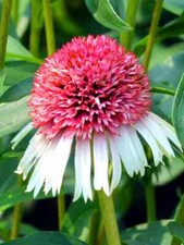 White and Pink Coneflower Seeds  Echinacea Hybrid  Flowering Plant  Unusual