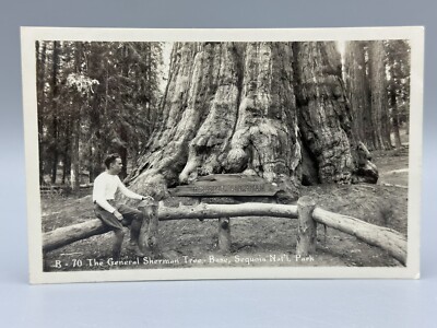 1940s SEQUOIA National Park Tree California Real PHOTO Postcard RPPC Vintage