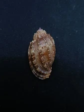 Harpa amouretta harpidae 40.7mm. Collectors beach #13908